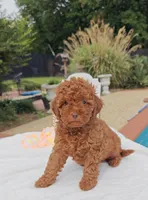Tillie (Micro/Petite Goldendoodle-Cavapoo), a female Cavapoo and Miniature Goldendoodle for sale in Dallas, TX – 3 of 10