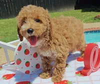 Tabitha (Micro/Petite Goldendoodle-Cavapoo), a female Cavapoo and Miniature Goldendoodle for sale in Dallas, TX – 10 of 10