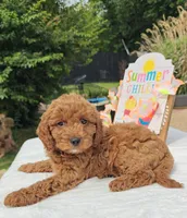 Jorie (Miniature Goldendoodle-Cavapoo), a female Cavapoo and Miniature Goldendoodle for sale in Dallas, TX – 7 of 10