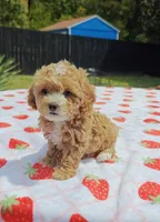 Ronni, a female Cavapoo and Miniature Goldendoodle for sale in Dallas, TX – 9 of 10