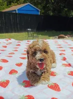 Mateo, a male Cavapoo and Miniature Goldendoodle for sale in Dallas, TX – 10 of 10