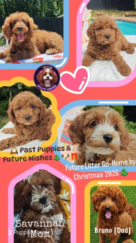 Christmas Goldendoodle-Cavapoos – Cavapoo, Miniature Goldendoodle puppy for sale in Dallas, TX