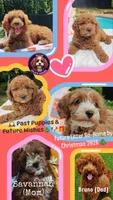 Christmas Goldendoodle-Cavapoos, a  Cavapoo and Miniature Goldendoodle for sale in Dallas, TX – 1 of 3