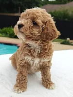 Flexible financing available ☎️817-917-0564📱, a female Cavapoo and Poodle - Toy  for sale in Dallas, TX – 2 of 10
