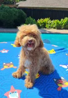 Cooper Toy Cavapoo (5-8lbs Full Grown Size), a male Cavapoo and Poodle - Toy  for sale in Dallas, TX – 8 of 10