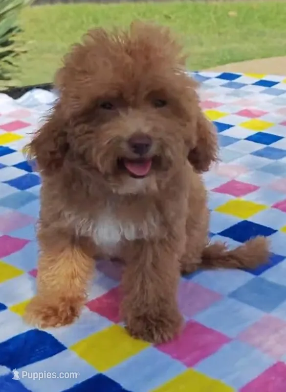 Santana  – Cavapoo, Poodle - Toy  puppy for sale in Dallas, TX