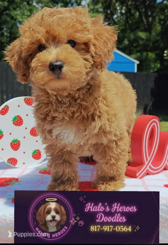 Tesla (Micro/Petite Goldendoodle-Cavapoo) – Cavapoo, Miniature Goldendoodle puppy for sale in Dallas, TX