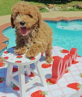 Tabitha (Micro/Petite Goldendoodle-Cavapoo), a female Cavapoo and Miniature Goldendoodle for sale in Dallas, TX – 6 of 10