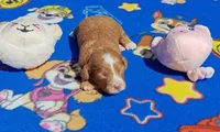 Thanksgiving puppy, a female Cavapoo and Miniature Goldendoodle for sale in Dallas, TX – 3 of 3