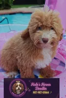 Xavier (Toy Cavapoo), a male Cavapoo and Poodle - Toy  for sale in Dallas, TX – 1 of 10