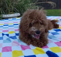 Tabitha (Micro/Petite Goldendoodle-Cavapoo), a female Cavapoo and Miniature Goldendoodle for sale in Dallas, TX – 9 of 10