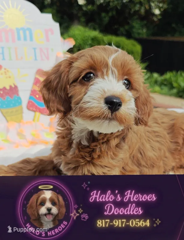 Flexible financing available ☎️817-917-0564📱 – Cavapoo, Poodle - Toy  puppy for sale in Dallas, TX