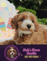 Flexible financing available ☎️817-917-0564📱, a female Cavapoo and Poodle - Toy  for sale in Dallas, TX – 1 of 10