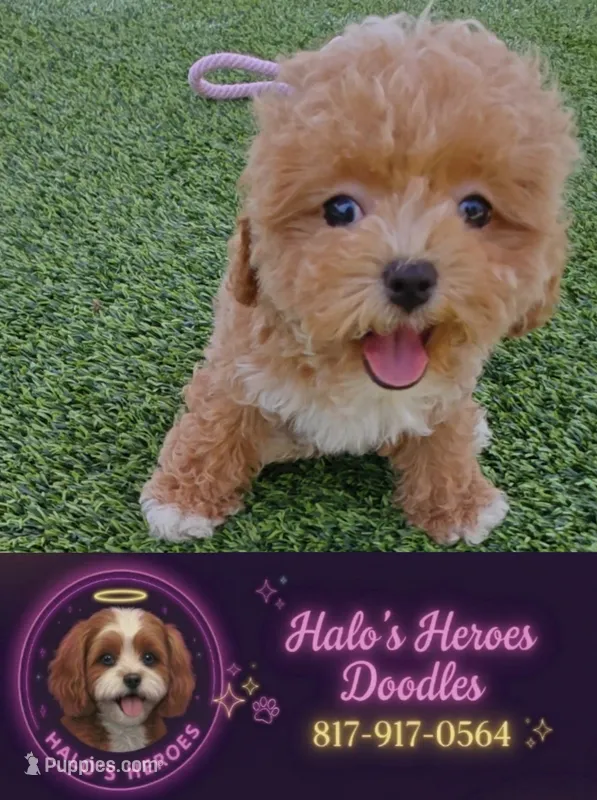 Taylor (Toy Cavapoo) – Cavapoo, Poodle - Toy  puppy for sale in Dallas, TX