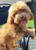 Cooper Toy Cavapoo (5-8lbs Full Grown Size), a male Cavapoo and Poodle - Toy  for sale in Dallas, TX – 6 of 10