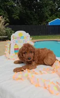 Joy (Miniature Goldendoodle-Cavapoo), a female Cavapoo and Miniature Goldendoodle for sale in Dallas, TX – 3 of 10