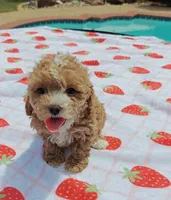 Ronni, a female Cavapoo and Miniature Goldendoodle for sale in Dallas, TX – 7 of 10