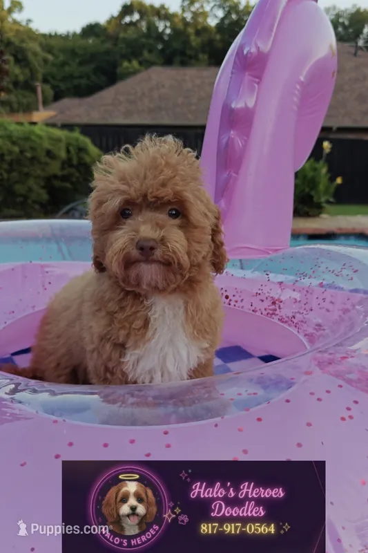 Brittany (Toy Cavapoo) – Cavapoo, Poodle - Toy  puppy for sale in Dallas, TX