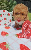 Brittany (Toy Cavapoo), a female Cavapoo and Poodle - Toy  for sale in Dallas, TX – 5 of 10