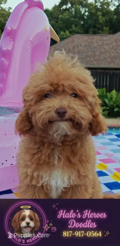 Santana  – Cavapoo, Poodle - Toy  puppy for sale in Dallas, TX