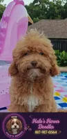 Santana , a male Cavapoo and Poodle - Toy  for sale in Dallas, TX – 1 of 10
