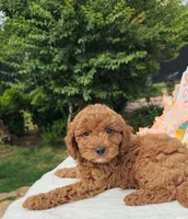 Jorie (Miniature Goldendoodle-Cavapoo), a female Cavapoo and Miniature Goldendoodle for sale in Dallas, TX – 2 of 10