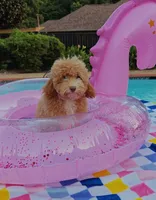 Xavier (Toy Cavapoo), a male Cavapoo and Poodle - Toy  for sale in Dallas, TX – 8 of 10