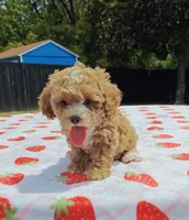 Ronni, a female Cavapoo and Miniature Goldendoodle for sale in Dallas, TX – 8 of 10