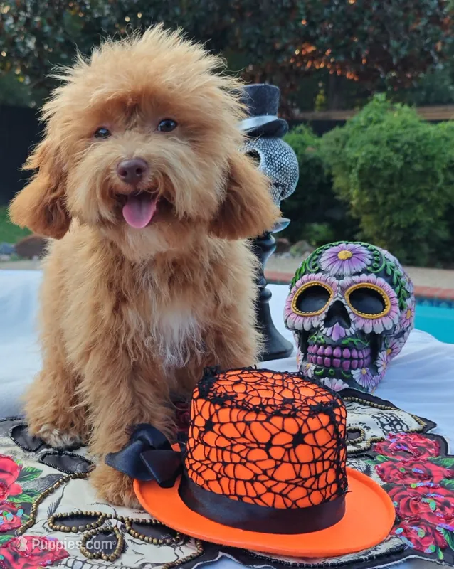 Cooper Toy Cavapoo – Cavapoo, Poodle - Toy  puppy for sale in Dallas, TX