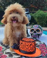 Cooper Toy Cavapoo, a male Cavapoo and Poodle - Toy  for sale in Dallas, TX – 1 of 10