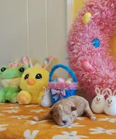 Patrick (Toy Cavapoo), a male Cavapoo and Poodle - Toy  for sale in Dallas, TX – Photo 10 of 10