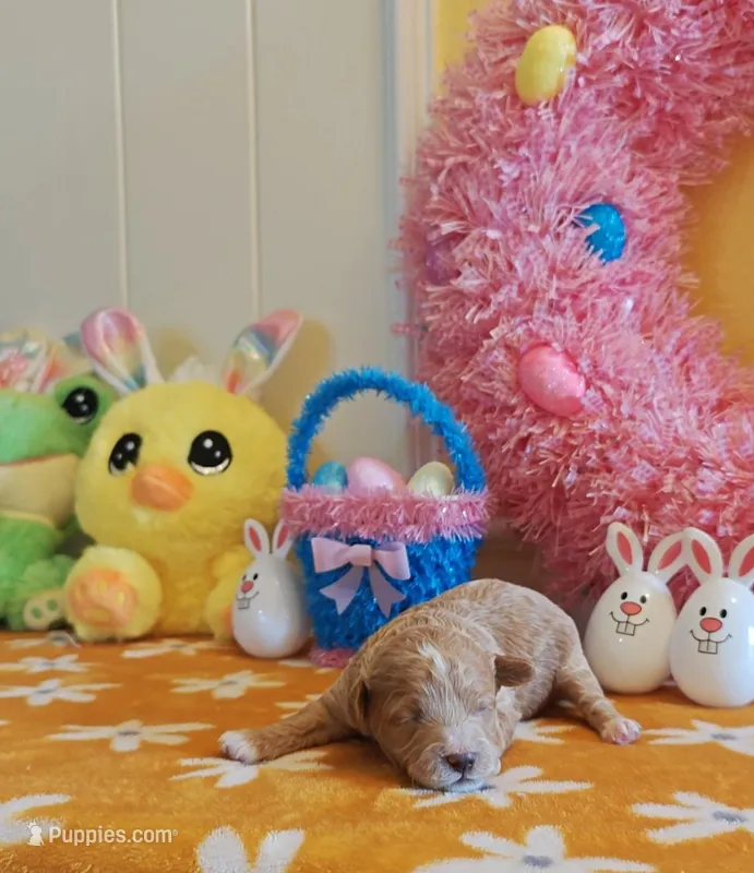 Patrick (Toy Cavapoo) – Cavapoo, Poodle - Toy  puppy for sale in Dallas, TX