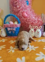 Patrick (Toy Cavapoo), a male Cavapoo and Poodle - Toy  for sale in Dallas, TX – Photo 3 of 10