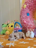 Patrick (Toy Cavapoo), a male Cavapoo and Poodle - Toy  for sale in Dallas, TX – Photo 2 of 10