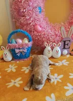 Patrick (Toy Cavapoo), a male Cavapoo and Poodle - Toy  for sale in Dallas, TX – Photo 5 of 10