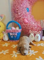 Patrick (Toy Cavapoo), a male Cavapoo and Poodle - Toy  for sale in Dallas, TX – Photo 8 of 10