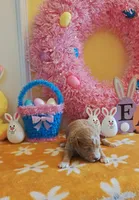 Patrick (Toy Cavapoo), a male Cavapoo and Poodle - Toy  for sale in Dallas, TX – Photo 4 of 10