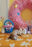 Patrick (Toy Cavapoo), a male Cavapoo and Poodle - Toy  for sale in Dallas, TX – Photo 6 of 10