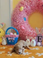 Patrick (Toy Cavapoo), a male Cavapoo and Poodle - Toy  for sale in Dallas, TX – Photo 9 of 10