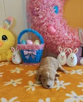 Patrick (Toy Cavapoo), a male Cavapoo and Poodle - Toy  for sale in Dallas, TX – Photo 7 of 10