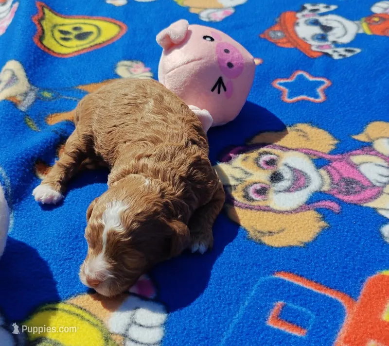 Thanksgiving puppy – Cavapoo, Miniature Goldendoodle puppy for sale in Dallas, TX