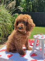 Joy (Miniature Goldendoodle-Cavapoo), a female Cavapoo and Miniature Goldendoodle for sale in Dallas, TX – 4 of 9