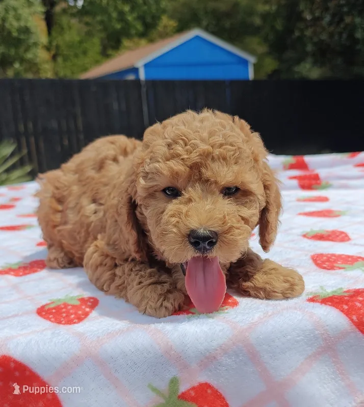Levi  – Cavapoo, Miniature Goldendoodle puppy for sale in Dallas, TX