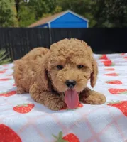Levi , a male Cavapoo and Miniature Goldendoodle for sale in Dallas, TX – 1 of 10