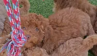 Tillie (Micro/Petite Goldendoodle-Cavapoo), a female Cavapoo and Miniature Goldendoodle for sale in Dallas, TX – 9 of 10