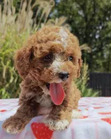 Mateo, a male Cavapoo and Miniature Goldendoodle for sale in Dallas, TX – 7 of 10