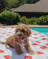 Mateo, a male Cavapoo and Miniature Goldendoodle for sale in Dallas, TX – 4 of 10
