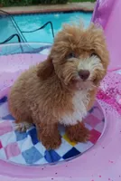 Xavier (Toy Cavapoo), a male Cavapoo and Poodle - Toy  for sale in Dallas, TX – 4 of 10