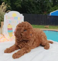 Tillie (Micro/Petite Goldendoodle-Cavapoo), a female Cavapoo and Miniature Goldendoodle for sale in Dallas, TX – 8 of 10