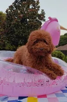 Tillie (Micro/Petite Goldendoodle-Cavapoo), a female Cavapoo and Miniature Goldendoodle for sale in Dallas, TX – 7 of 10